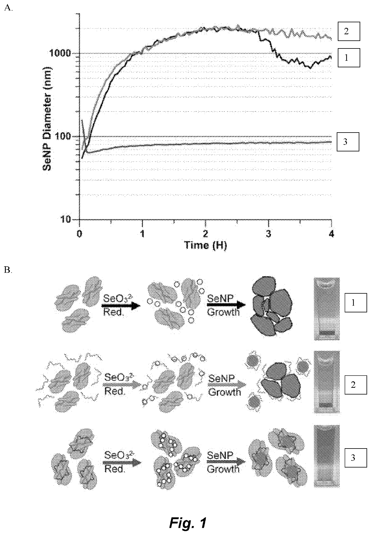 A metal-reducing enzymatic tag for optical and electron microscopy