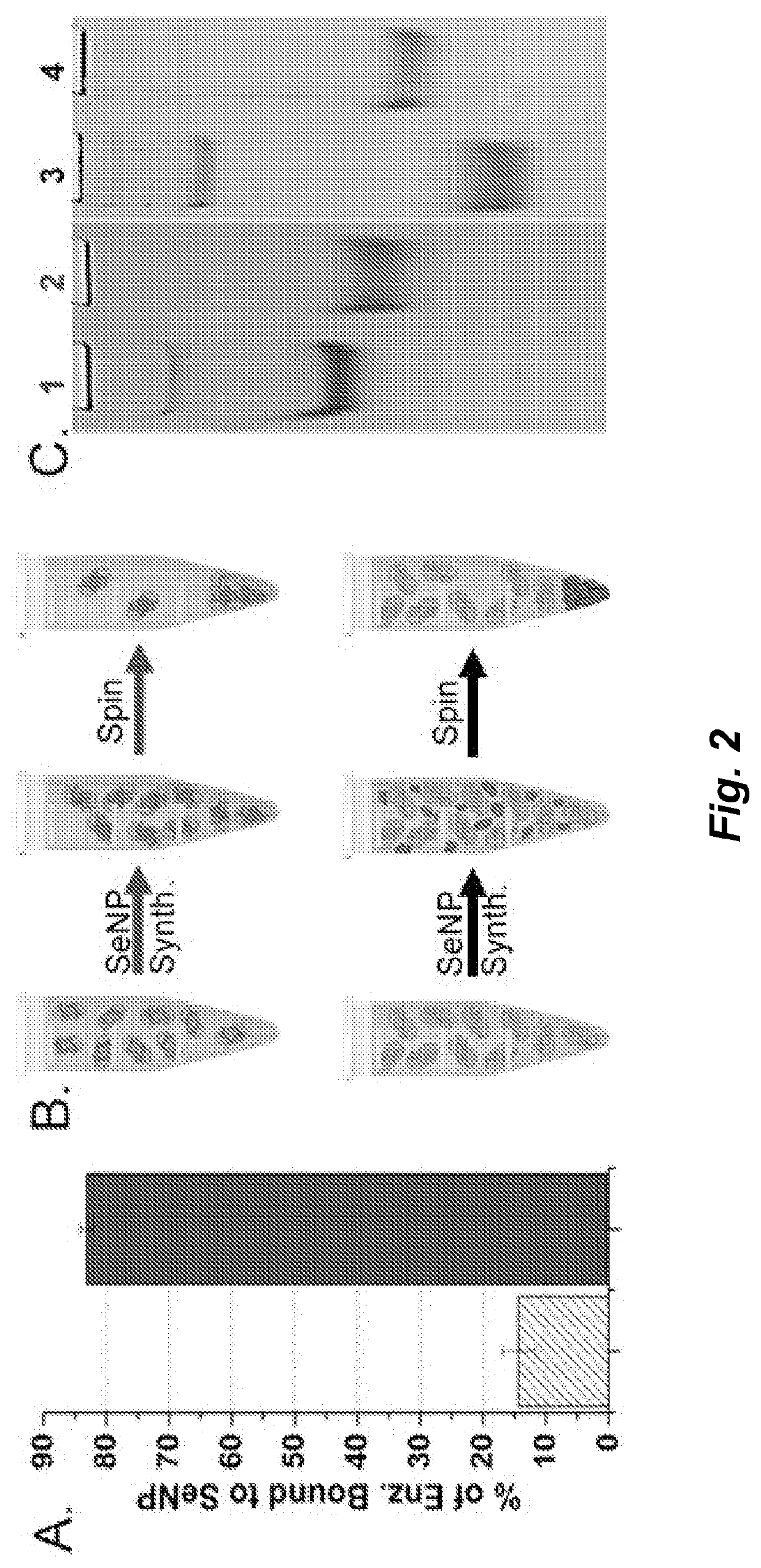 A metal-reducing enzymatic tag for optical and electron microscopy