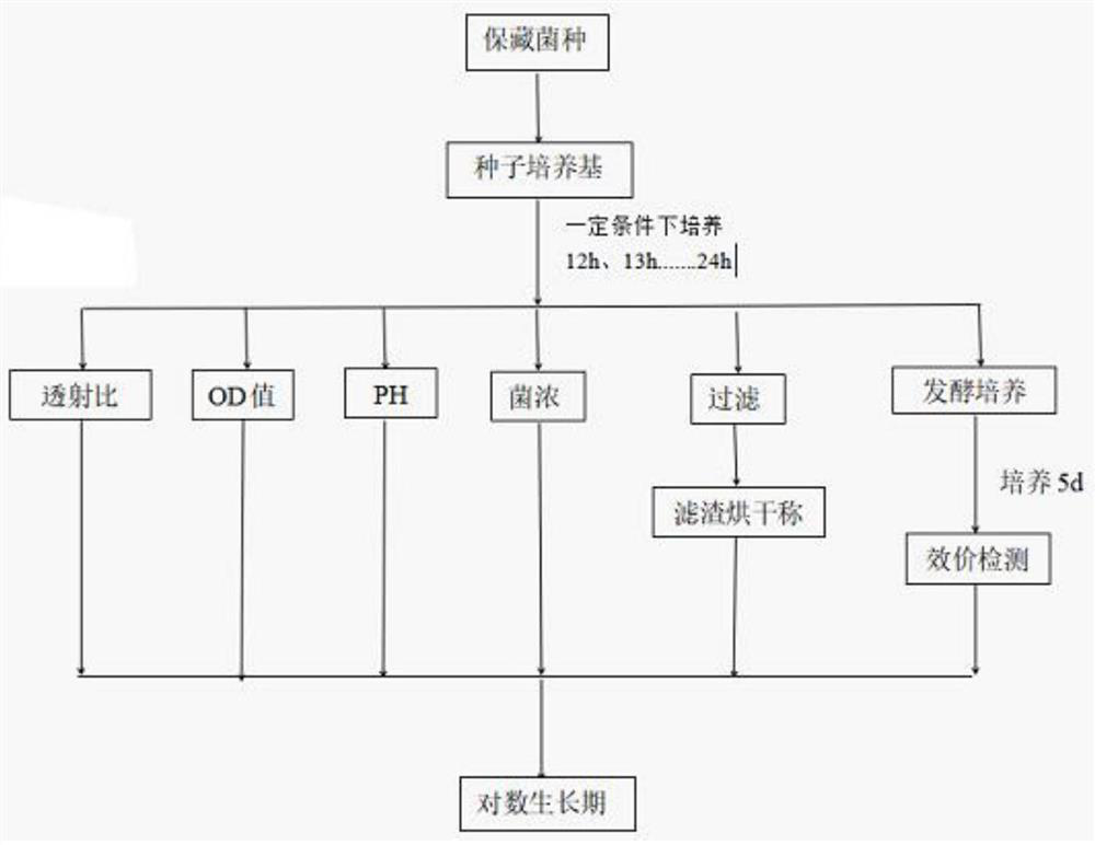 Detection method for logarithmic growth phase of actinomycete strain producing apramycin