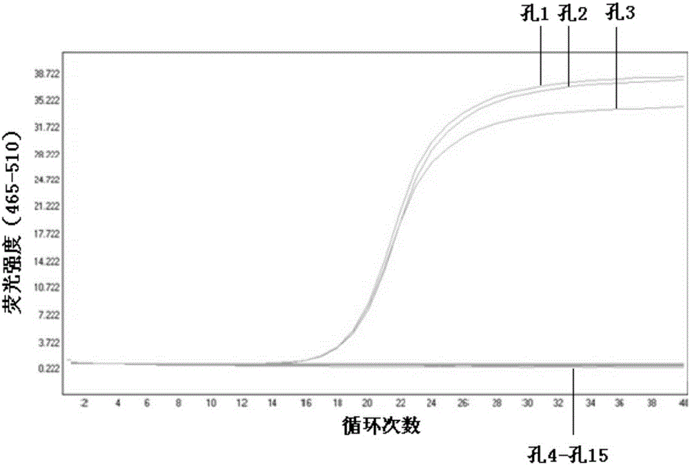 A kit and method for detecting human parvovirus b19