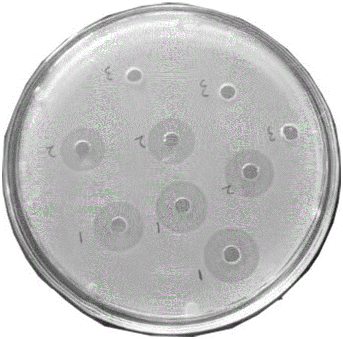 Method for expressing Cecropin DC1 through insect cells