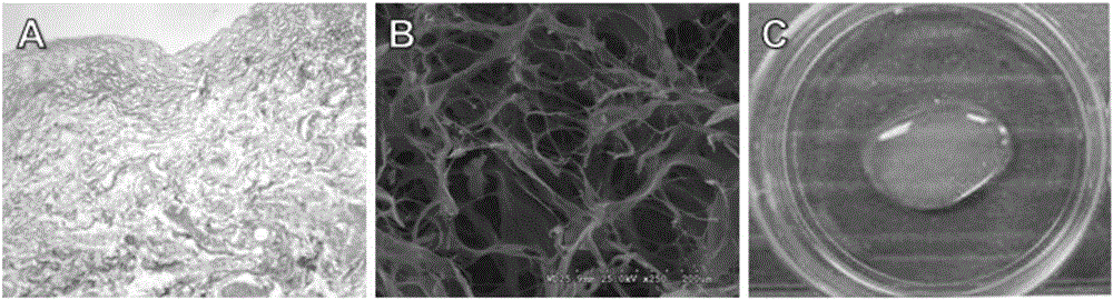 Prostate extracellular matrix gel for cultivating prostate cells