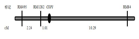 Control gene of rice panicle pedicel length and application thereof