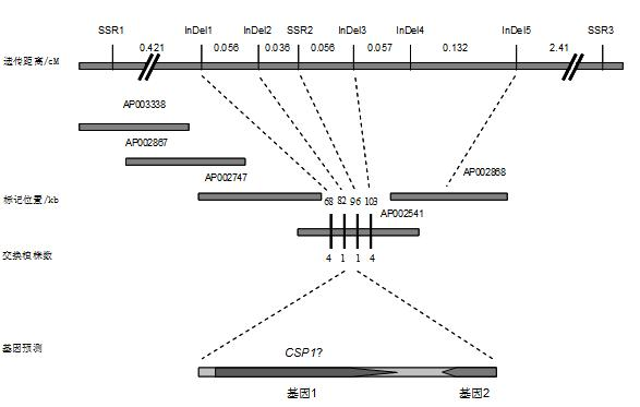 Control gene of rice panicle pedicel length and application thereof