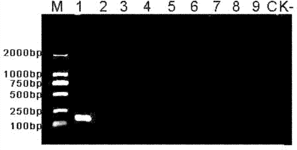 Method and applications for fast detecting pathogenic bacteria molecules of bacterial soft rotting disease for banana