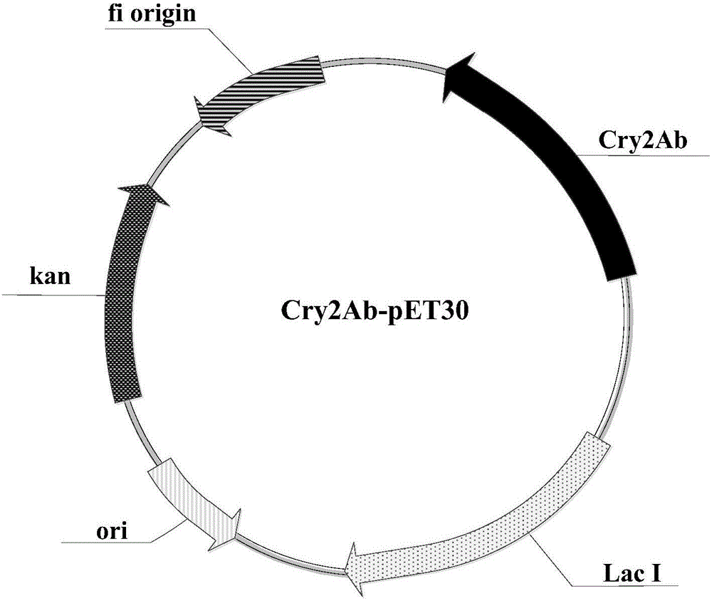 Insecticide protein composition and method thereof for managing insect resistance