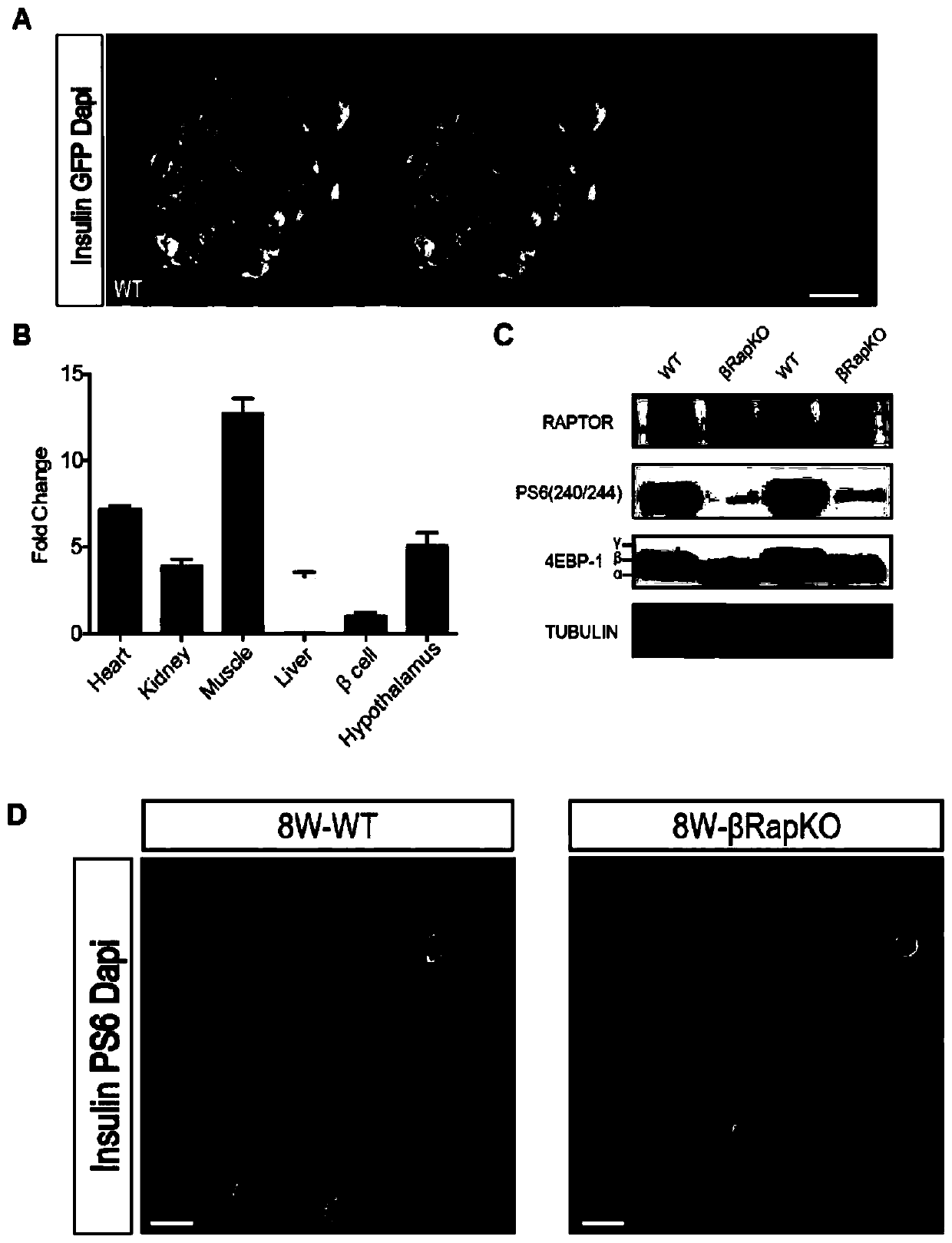 Preparation method of mouse with specific Raptor knocked out in beta cells during GFP tracing