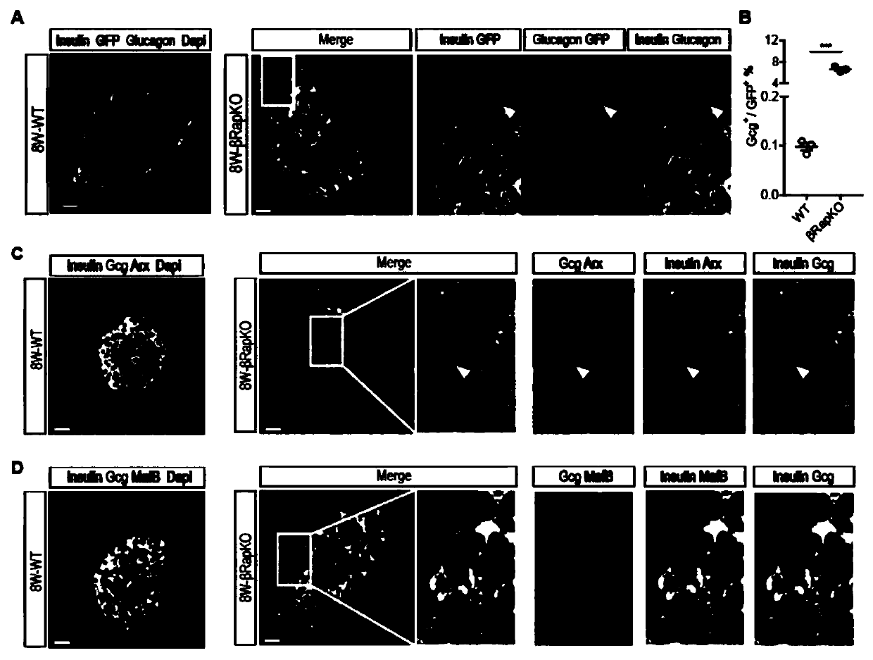 Preparation method of mouse with specific Raptor knocked out in beta cells during GFP tracing