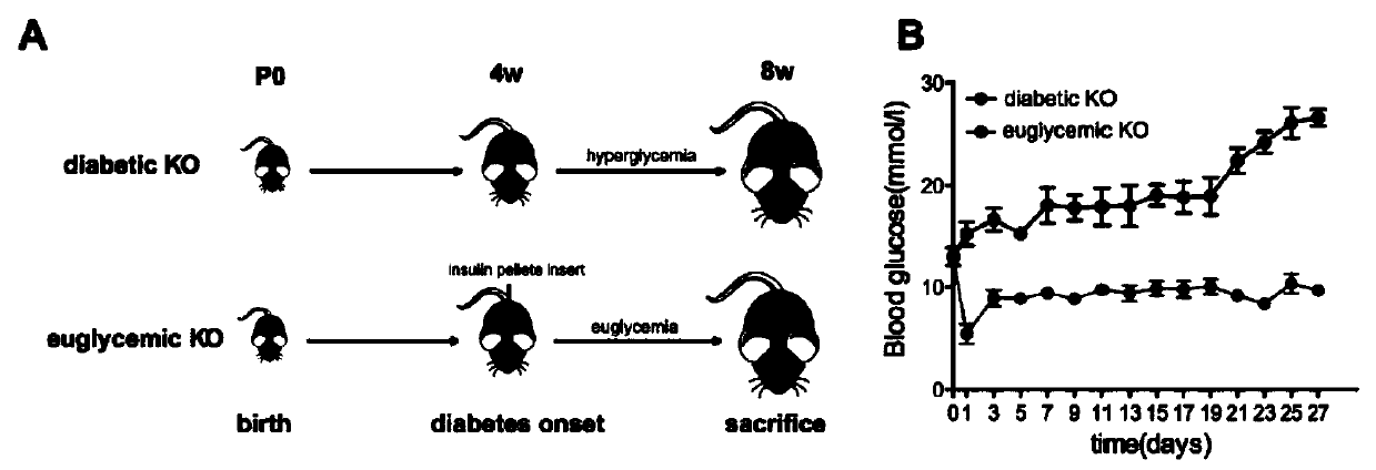 Preparation method of mouse with specific Raptor knocked out in beta cells during GFP tracing