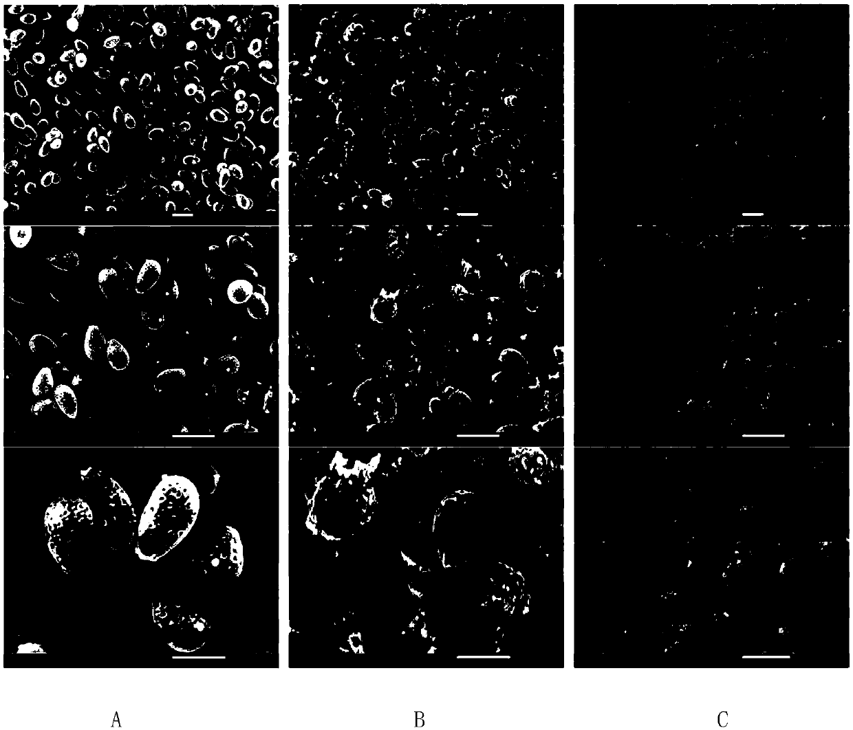 Composite wall breaking treatment method of ganoderma lucidum spore powder