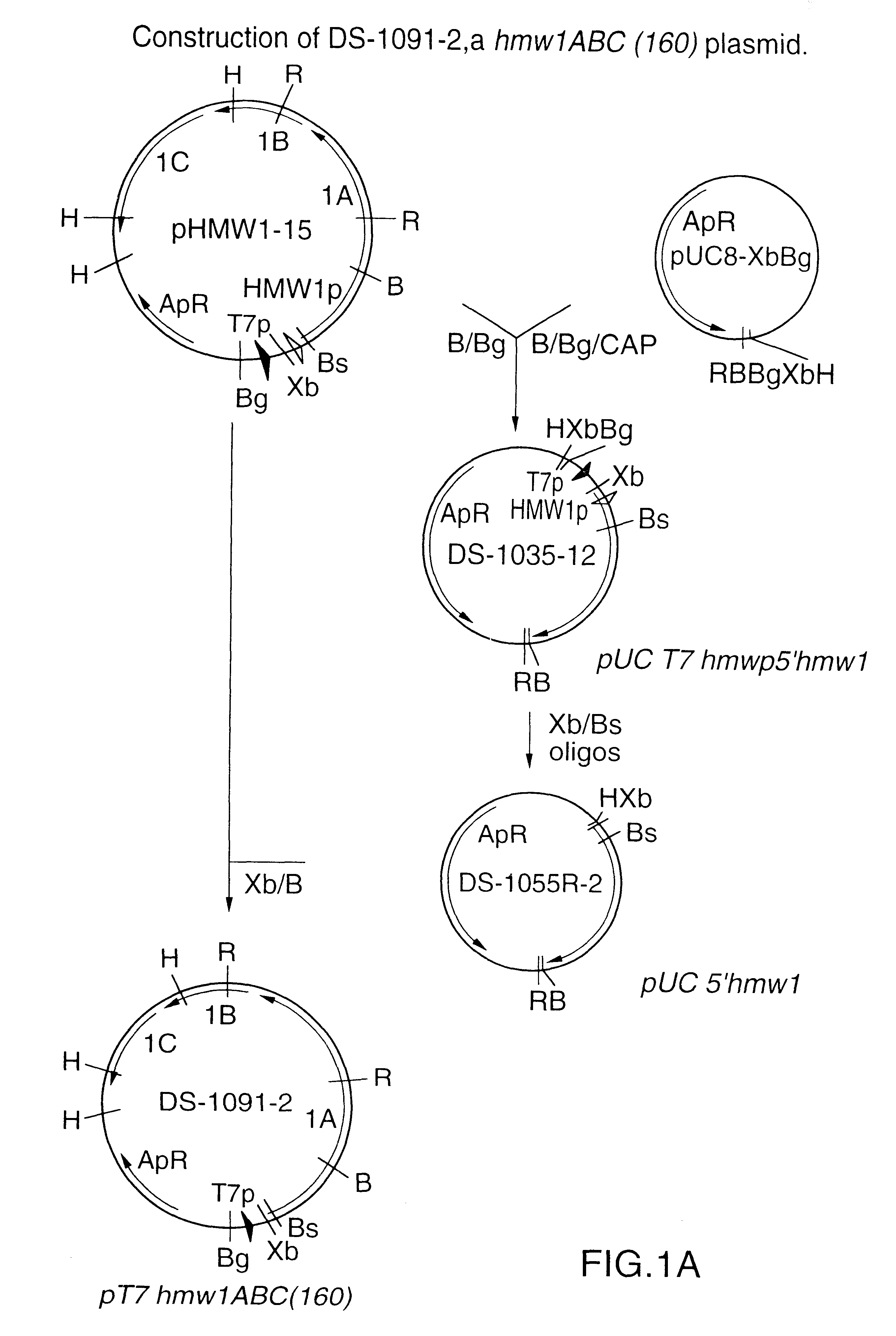 Protective recombinant Haemophilus influenzae high molecular weight proteins