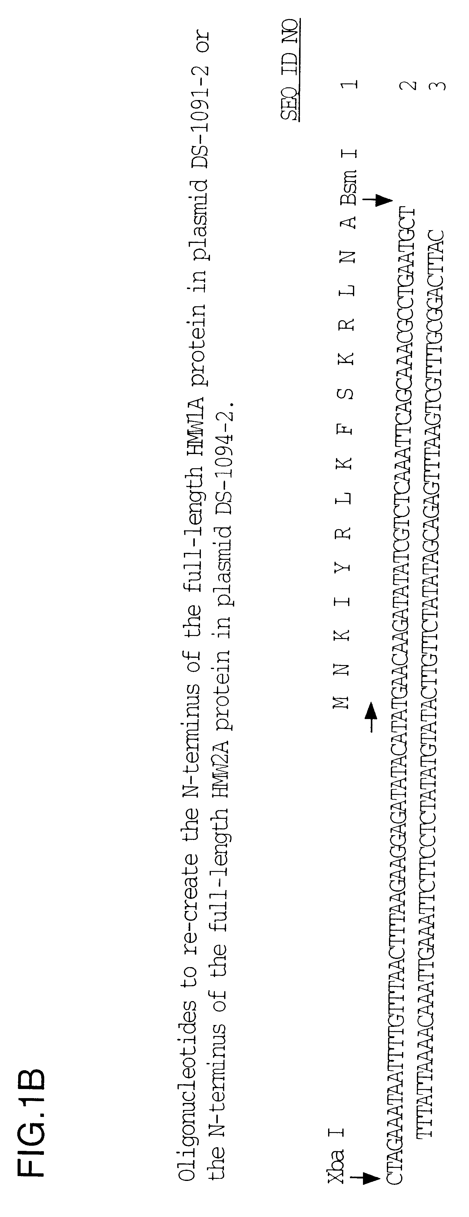 Protective recombinant Haemophilus influenzae high molecular weight proteins