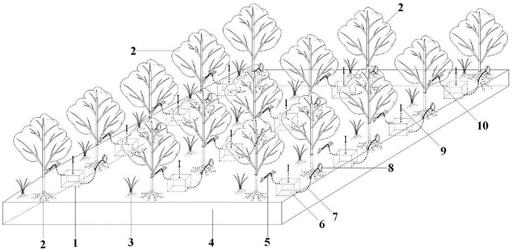 Device and method for breeding plyhachis vicina roger in organic tea garden