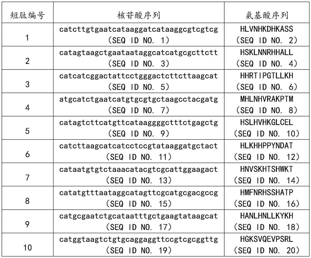 Transforming growth factor beta1 active polypeptide and application thereof