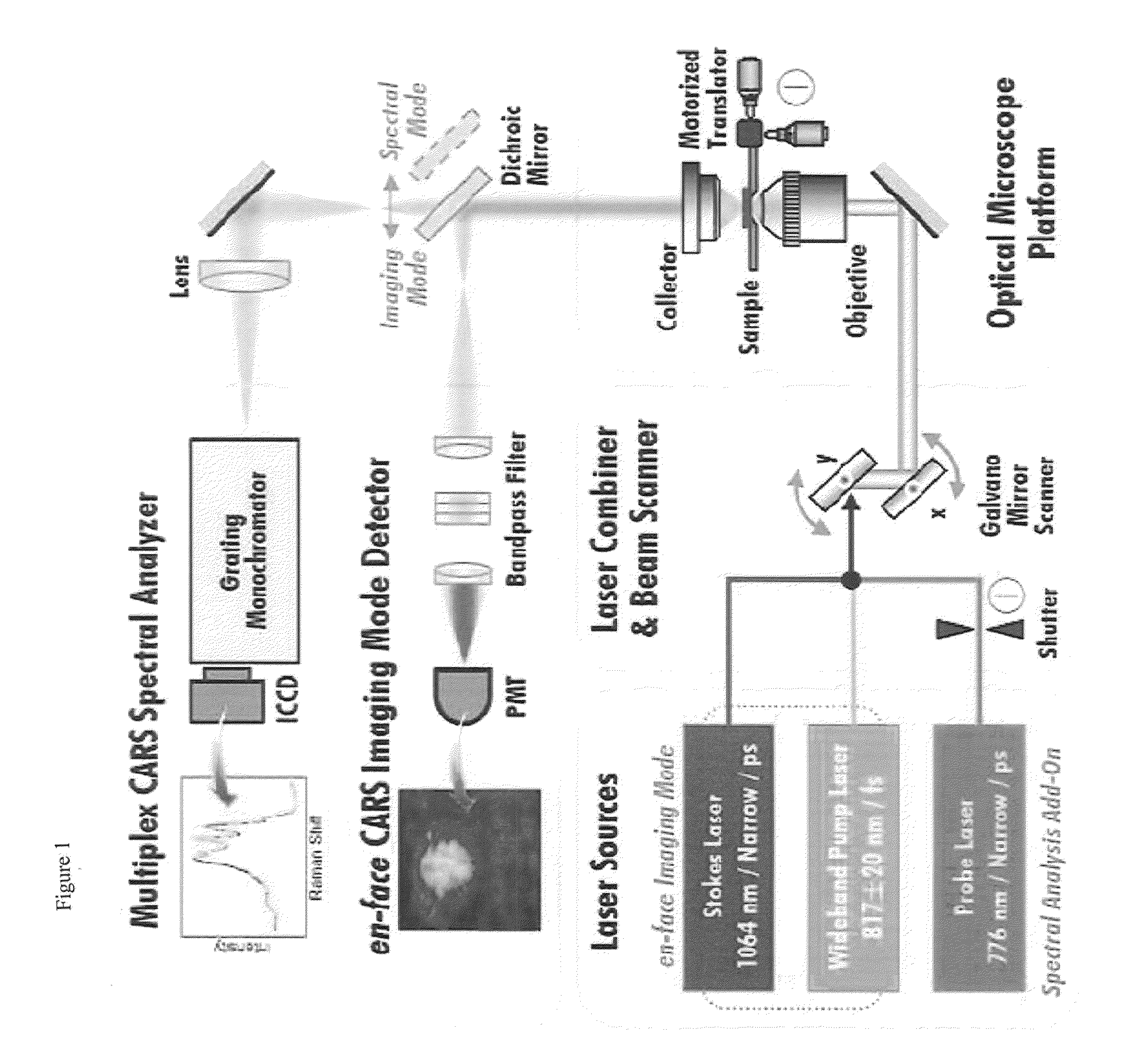 System for diagnosing pathological change of lipid in blood vessels using non-linear optical microscopy