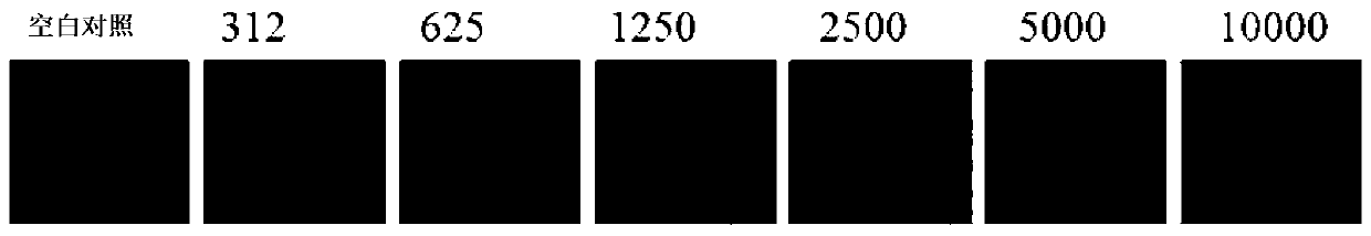 Tumor cell proliferation detection method based on Hochest333258 and application