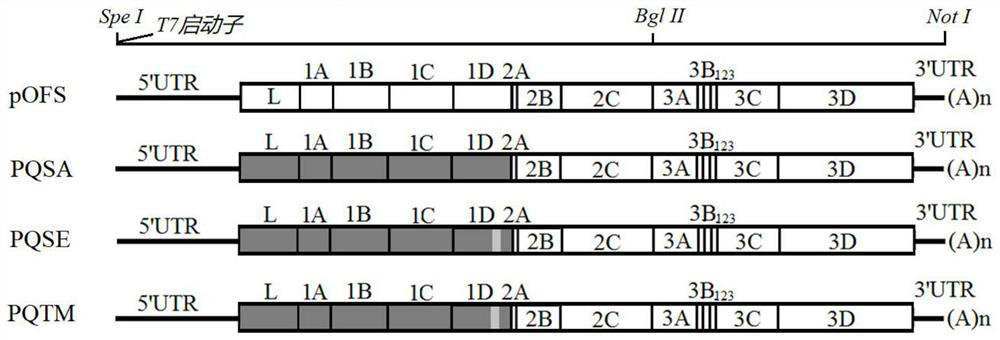 O-type foot and mouth disease virus strain with improved replication titer as well as construction method and application of O-type foot and mouth disease virus strain