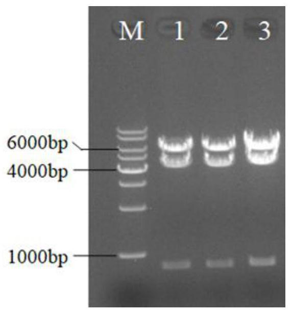 O-type foot and mouth disease virus strain with improved replication titer as well as construction method and application of O-type foot and mouth disease virus strain