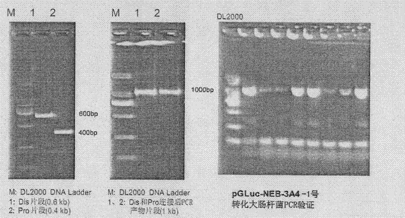 Method for in-vitro screening of PXR activation characteristics