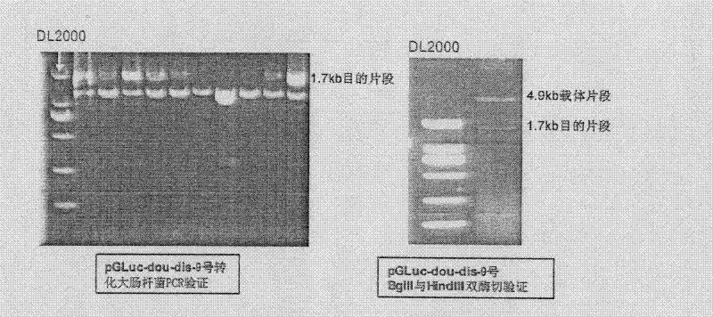 Method for in-vitro screening of PXR activation characteristics