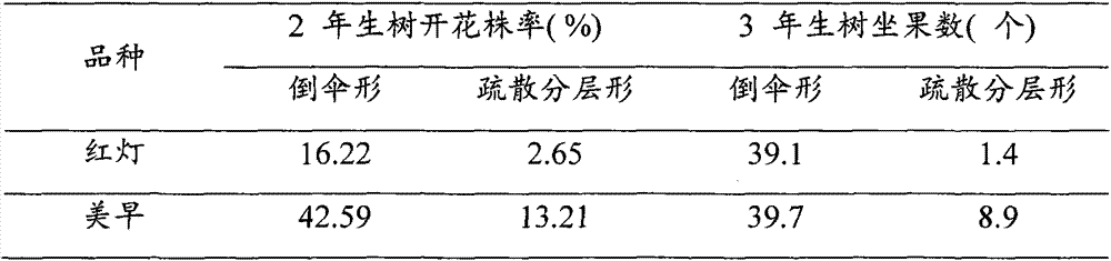 Method for inverted umbrella-shaped tree form shaping pruning of large cherry tree