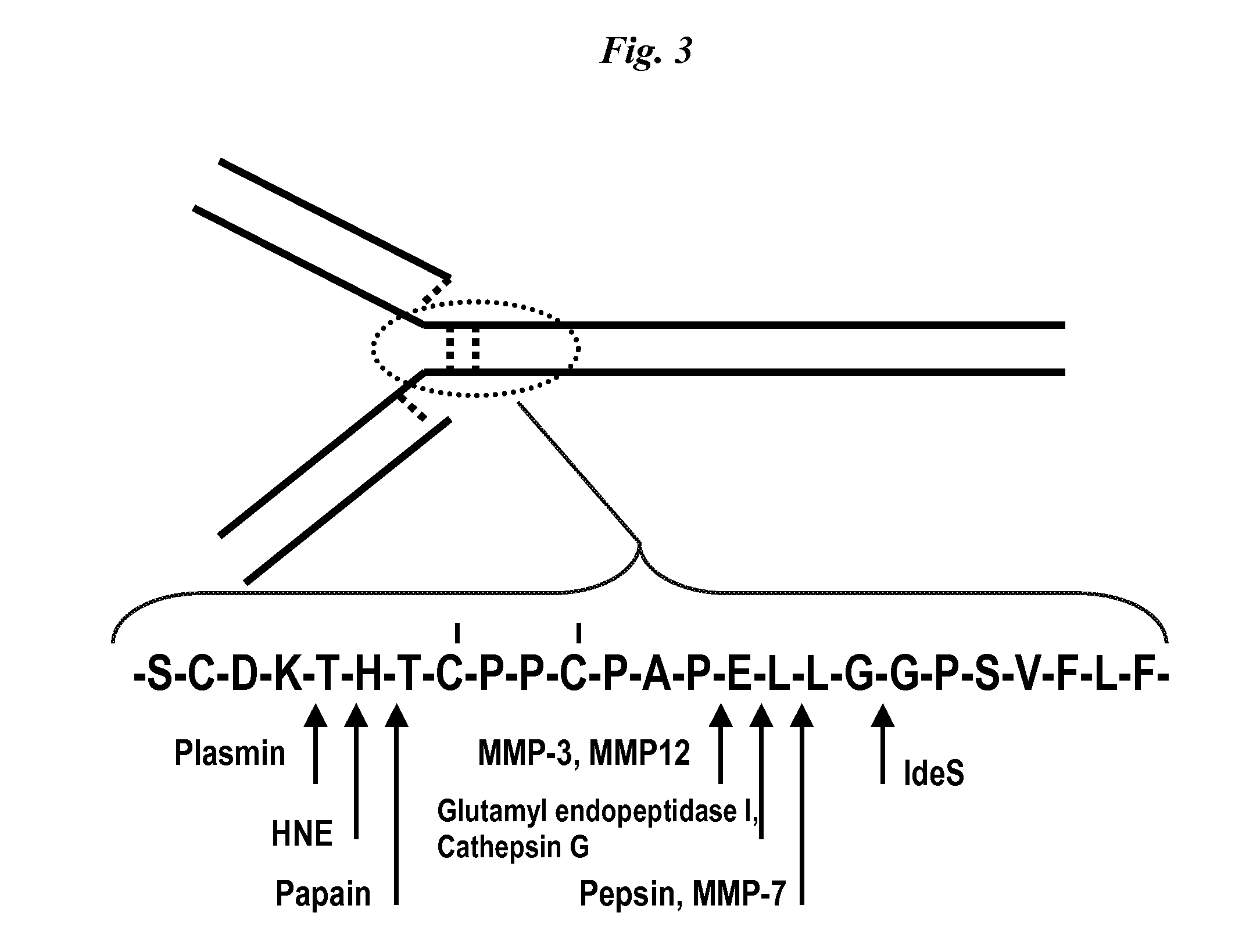 Immunoglobulin cleavage fragments as disease indicators and compositions for detecting and binding such