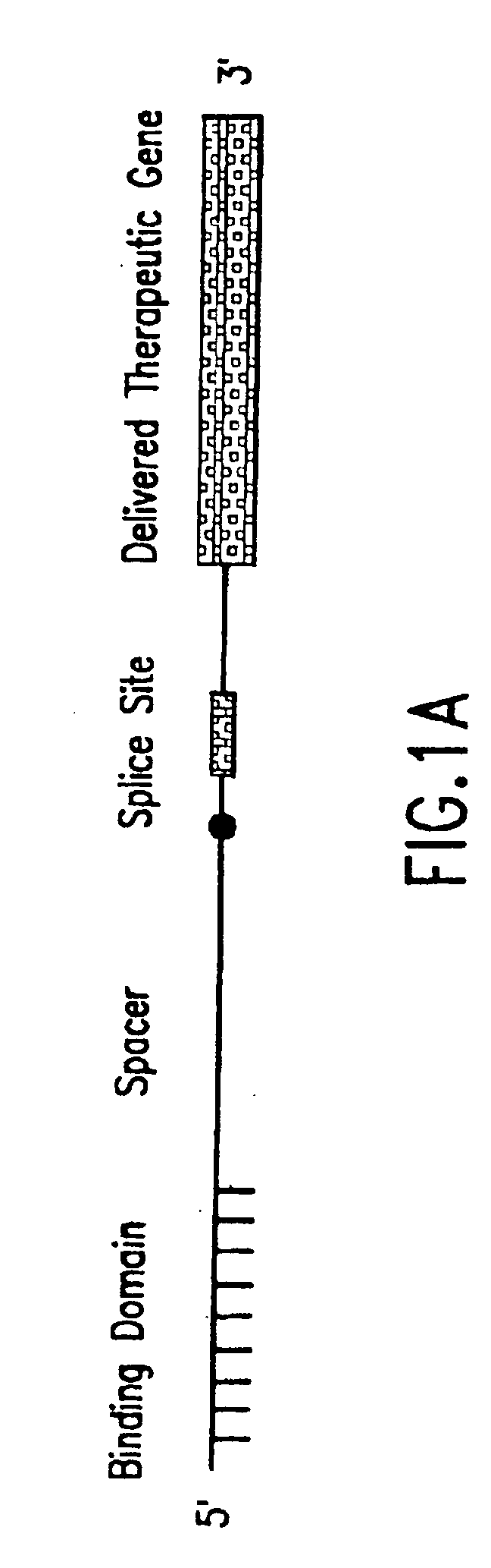 Methods and compositions for use in spliceosome mediated RNA trans-splicing in plants