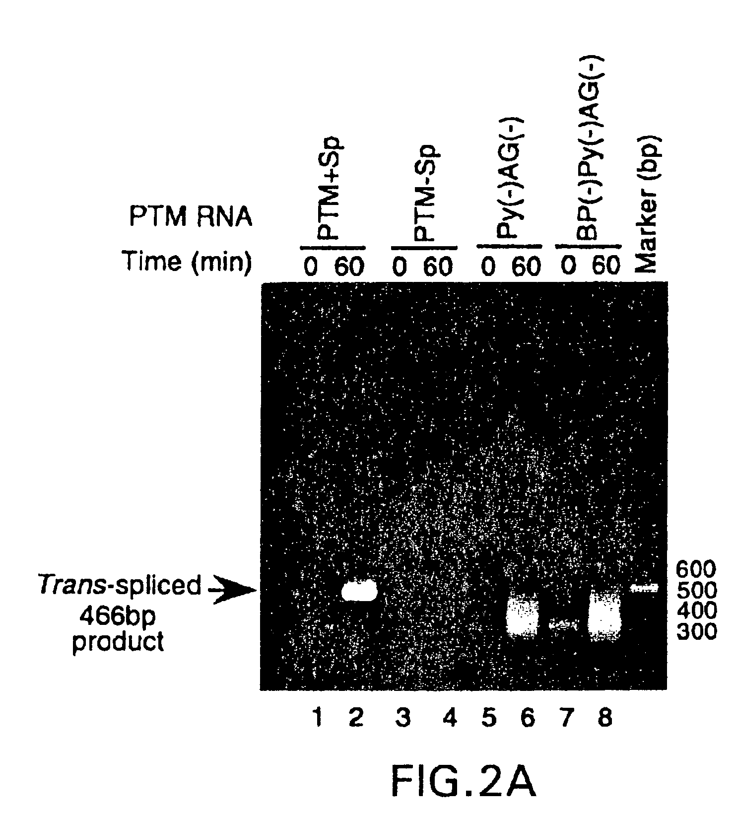 Methods and compositions for use in spliceosome mediated RNA trans-splicing in plants