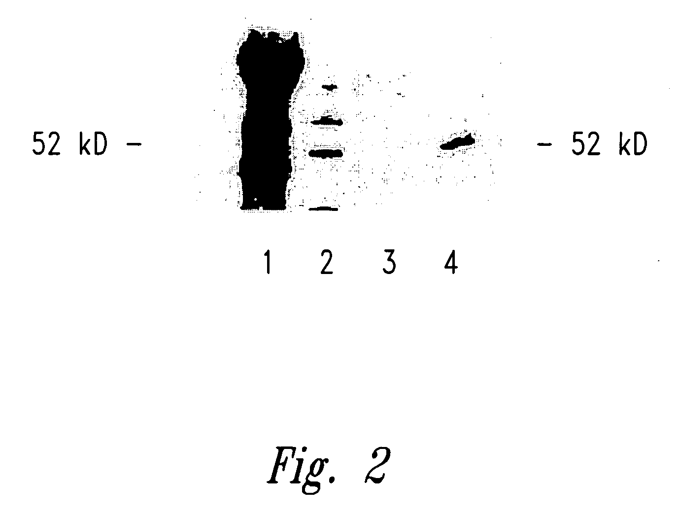 Compositions and methods for WT1 specific immunotherapy