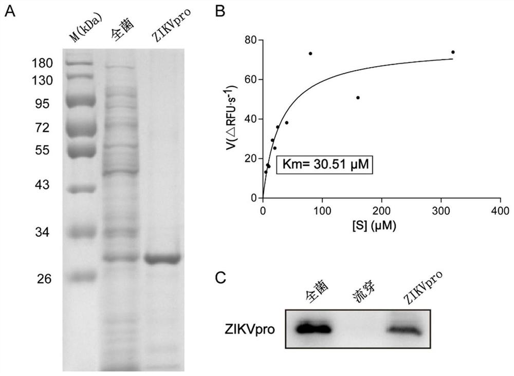 Application of zp10 in the preparation of anti-Zika virus drugs targeting Zika virus protease