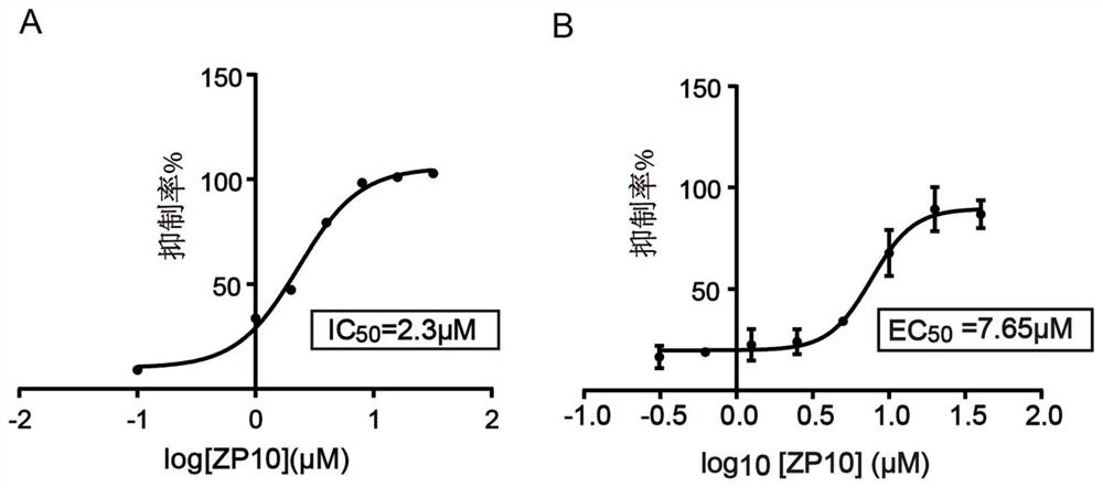 Application of zp10 in the preparation of anti-Zika virus drugs targeting Zika virus protease