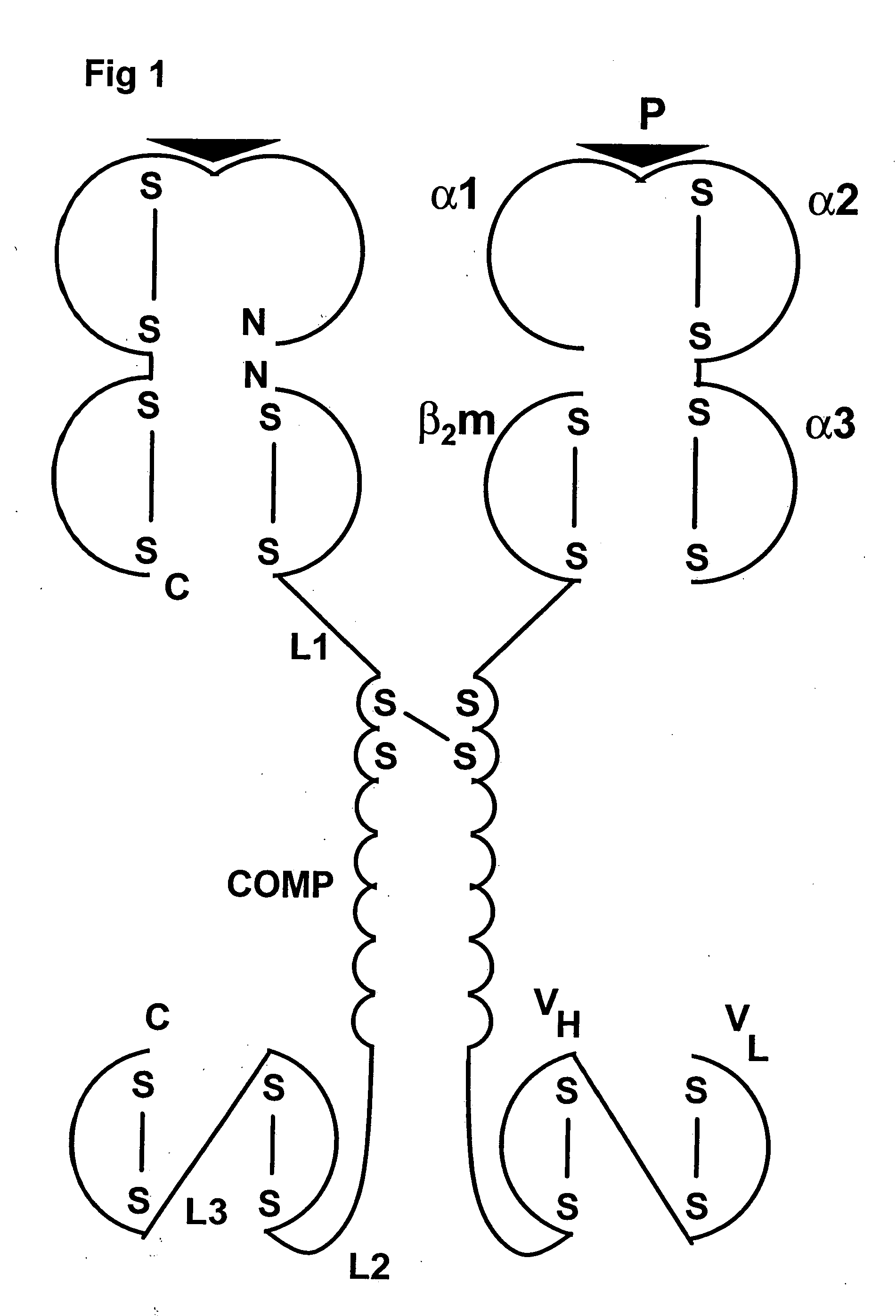 Chimeric MHC protein and oligomer thereof for specific targeting