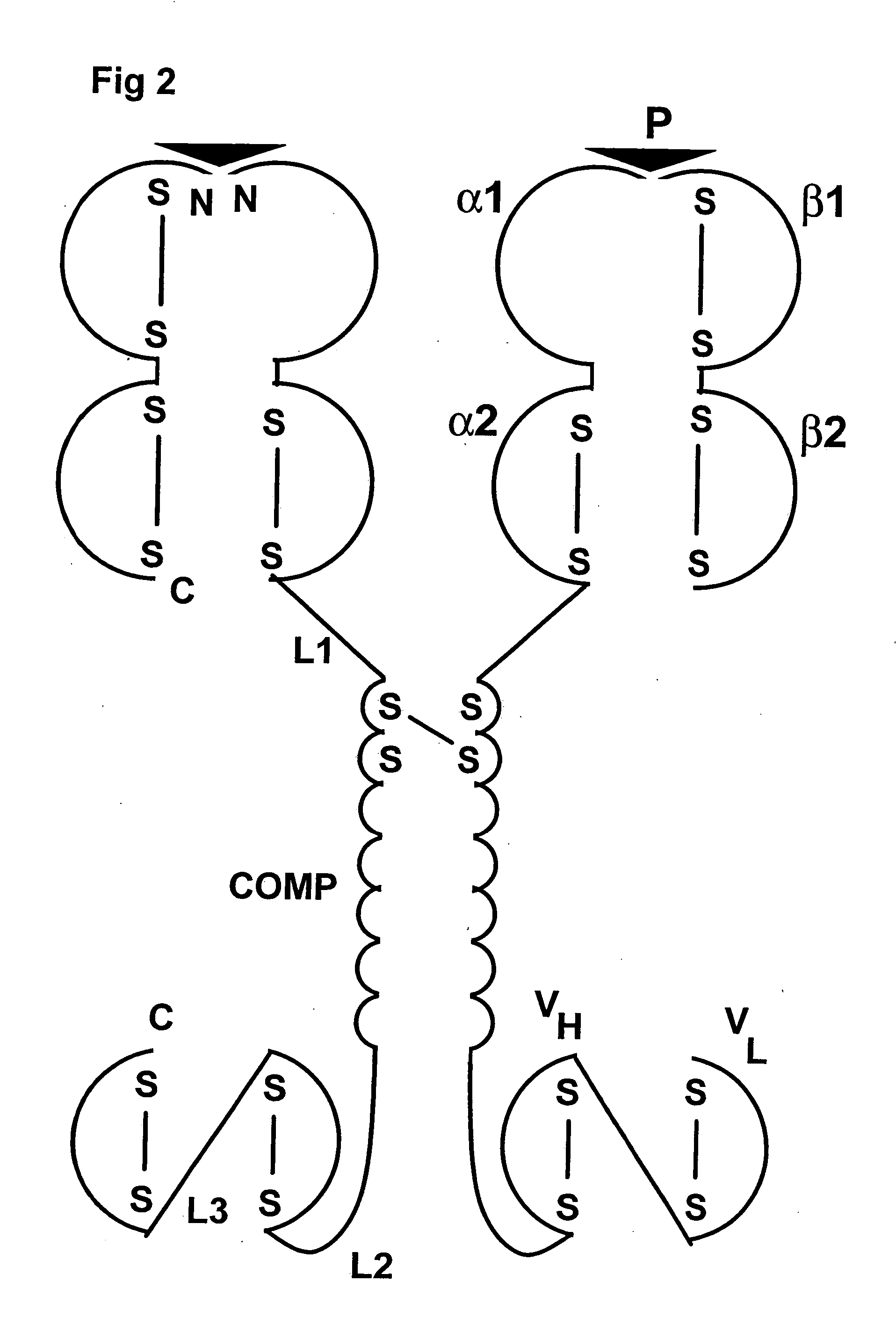 Chimeric MHC protein and oligomer thereof for specific targeting