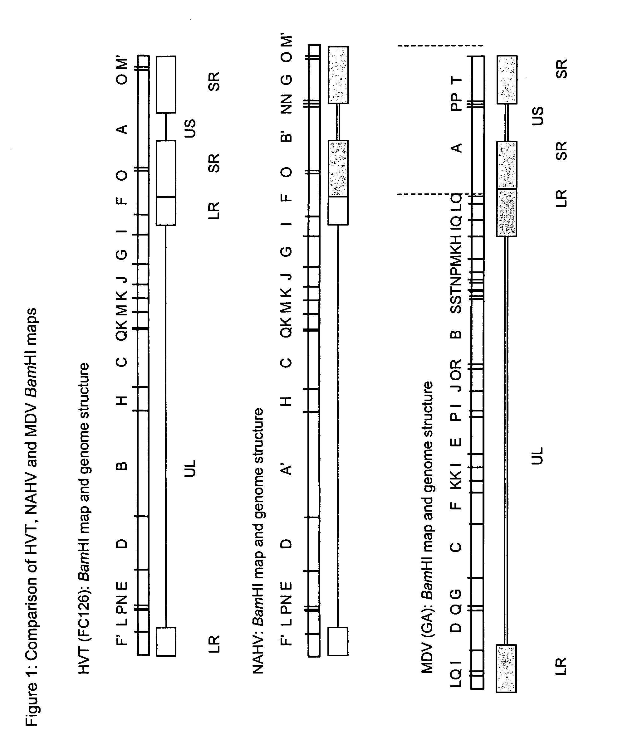 Recombinant avian herpesvirus useful in vaccine production