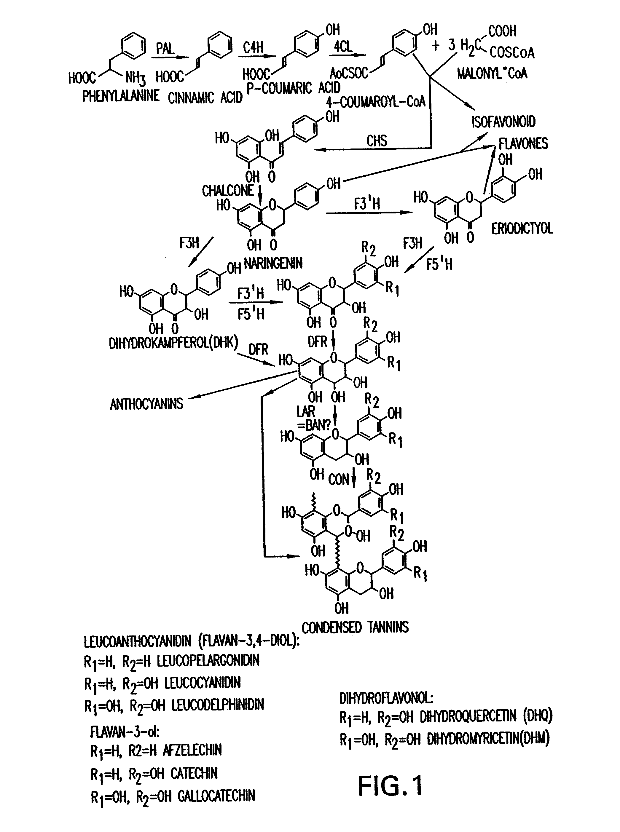 Genetic manipulation of condensed tannins