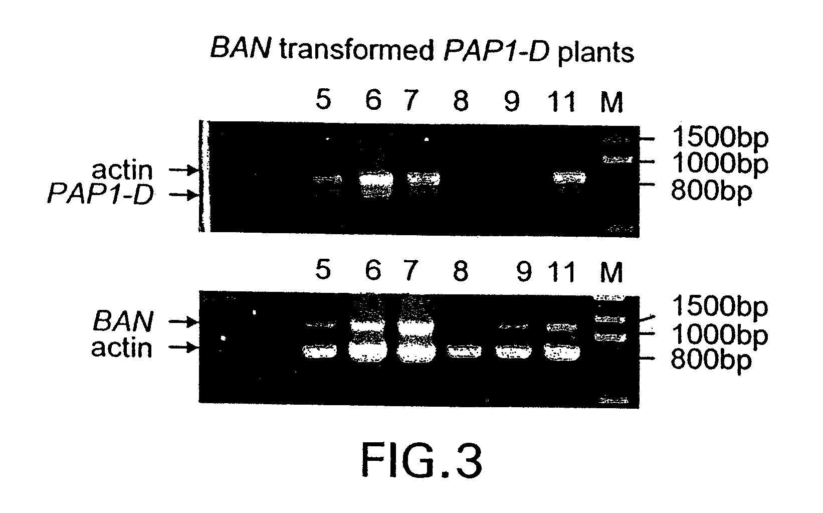 Genetic manipulation of condensed tannins