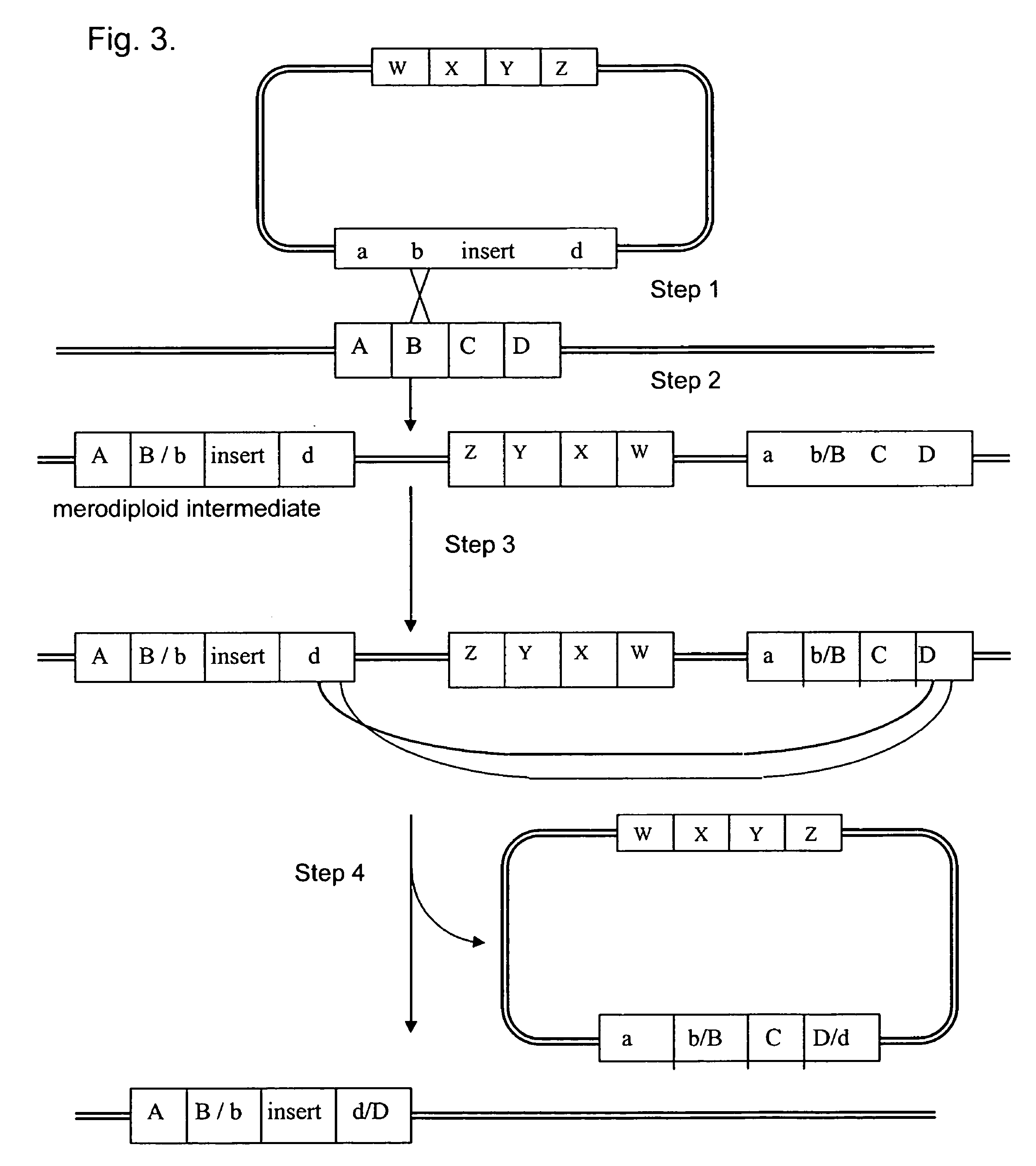 Engineered Listeria and methods of use thereof