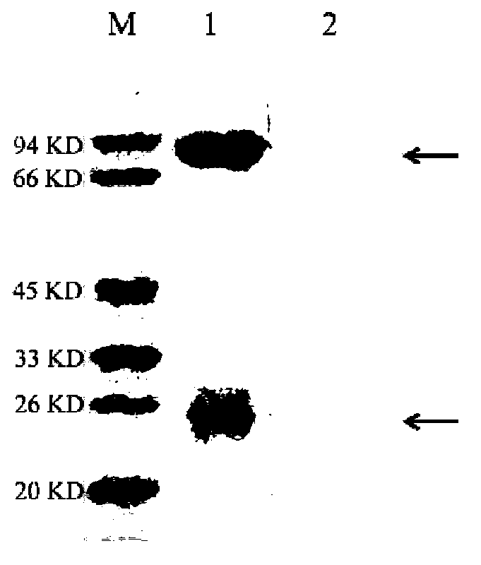 Hybridoma for preparation of scophthalmus maximus immunoglobulin monoclonal antibody