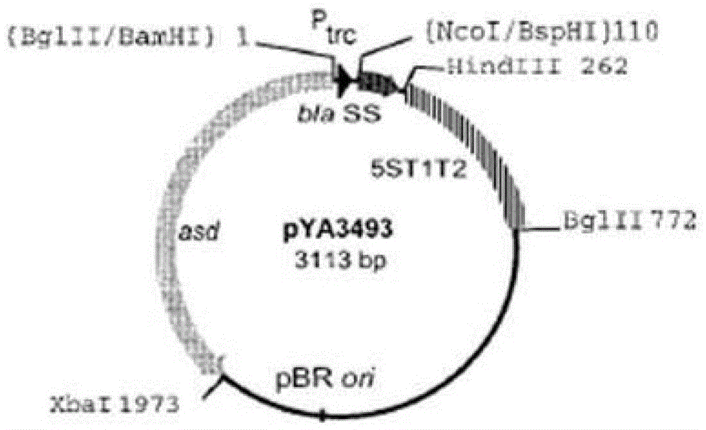 A kind of attenuated Salmonella vaccine of Haemophilus parasuis