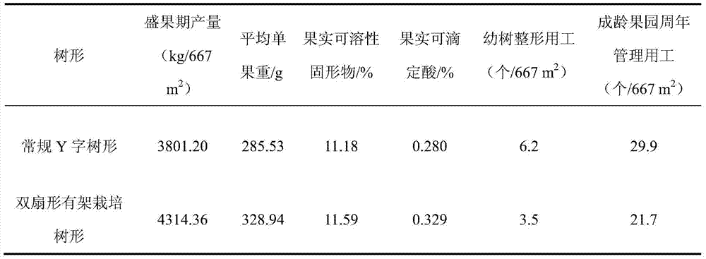 A pear tree double-fan-shaped frame cultivation tree shape and its shaping method