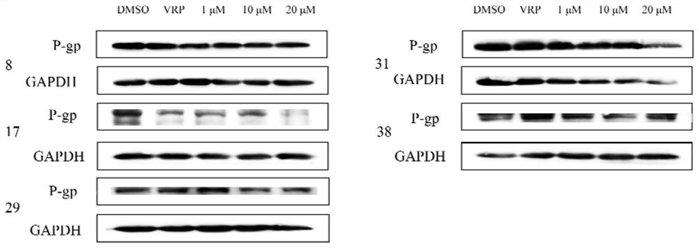 A class of diterpene derivatives of galanthus and their application