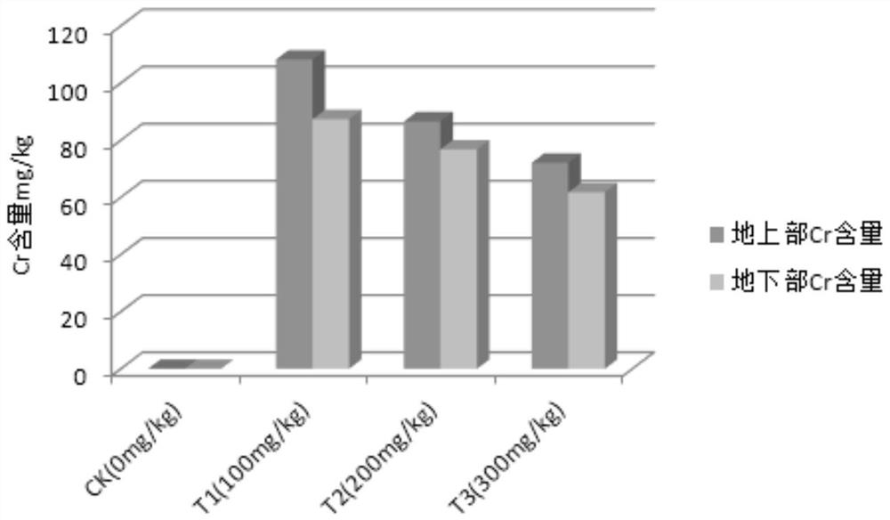 A method for phytoremediation of chromium-contaminated soil