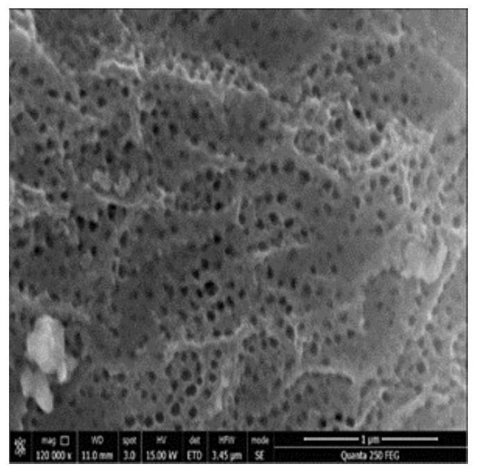 Copper-nickel-supported tio for reduction of nitrate nitrogen in water  <sub>2</sub> Nanotube Array Electrode