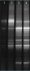 Rapid and effective cellar mud archaea community analysis method