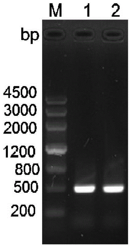 Vaccine for preventing porcine epizootic diarrhea disease