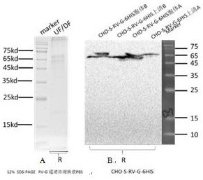 Method for rapidly and quantitatively detecting rabies virus antibody by using rabies virus G protein, coding gene of G protein and test paper