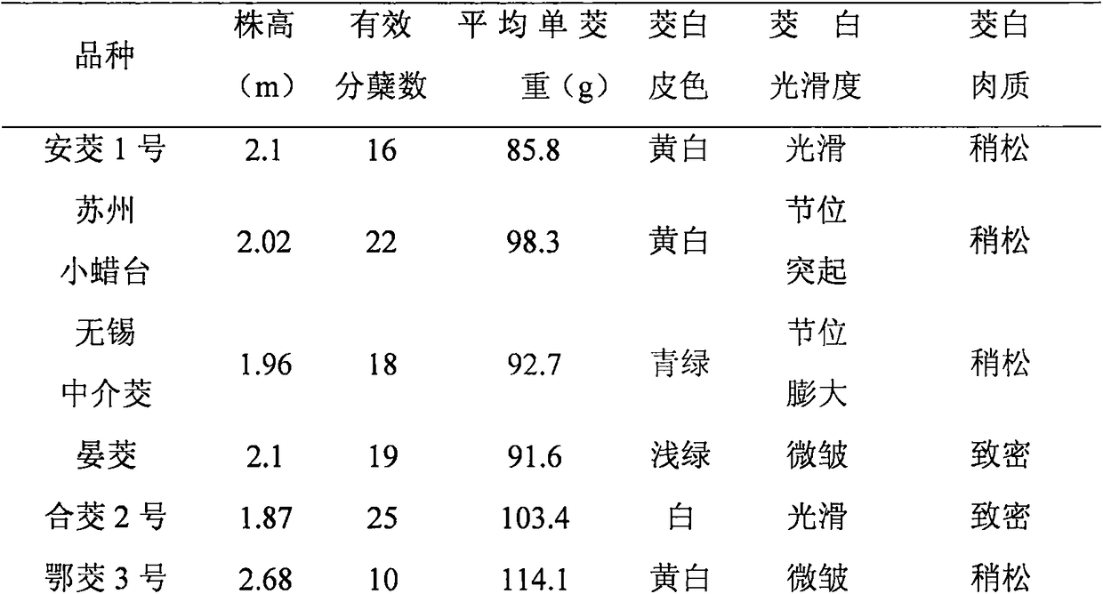 Breeding method for variety of zizania latifolia