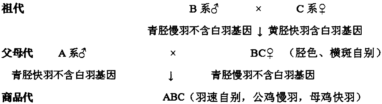 Cultivating method of parent generation and commodity generation dual auto-sexing male and female meat chicken