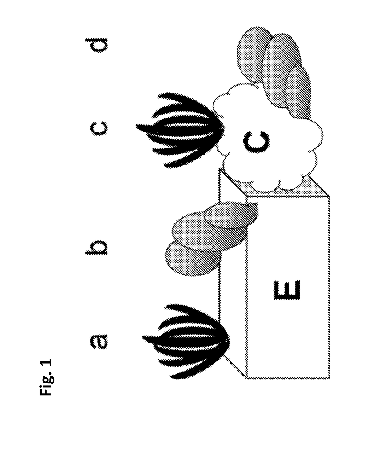 Micropropagation of black barhee date palm