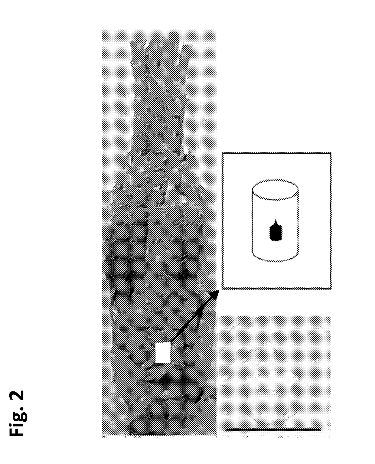 Micropropagation of black barhee date palm